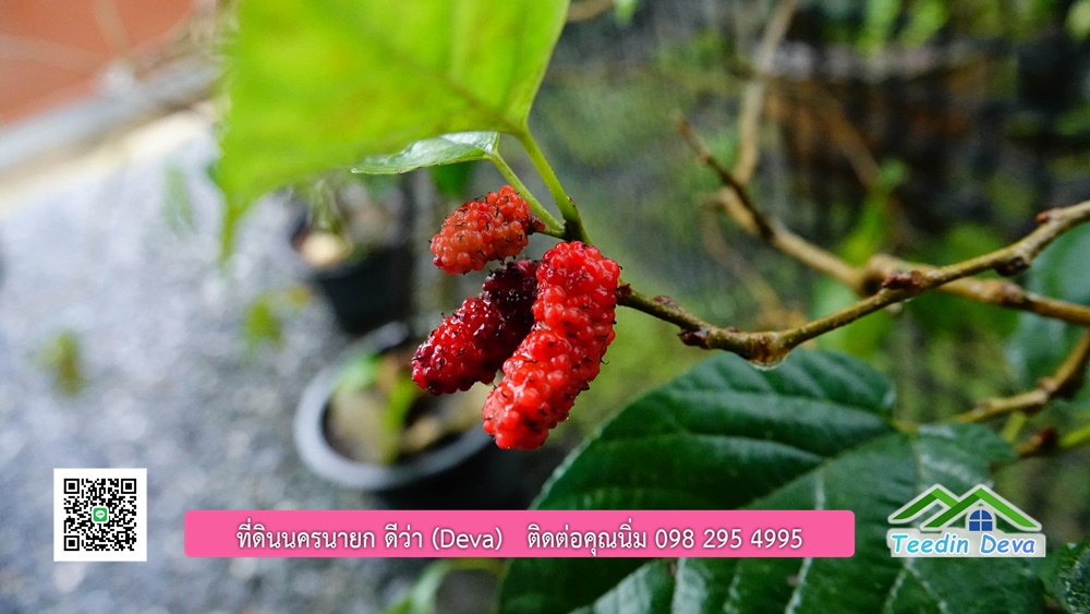 บ้านไทยประยุกต์ พร้อมสวนผลไม้ พืชผักสวนครัว ใกล้กับตัวเมืองนครนายก