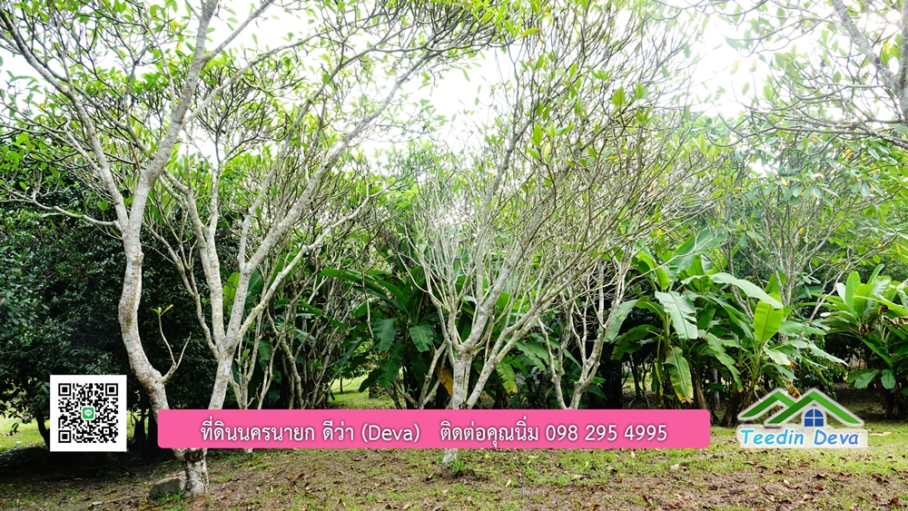 ที่ดินนครนายก สวนผลไม้ พื้นที่ 7 ไร่ ปลูกทุเรียน มังคุด ลองกอง มะยมชิด มีอาคาร 4 หลัง ด้านหน้าถนนสาธารณะ ด้านหลังติดอ่างเก็บน้ำ