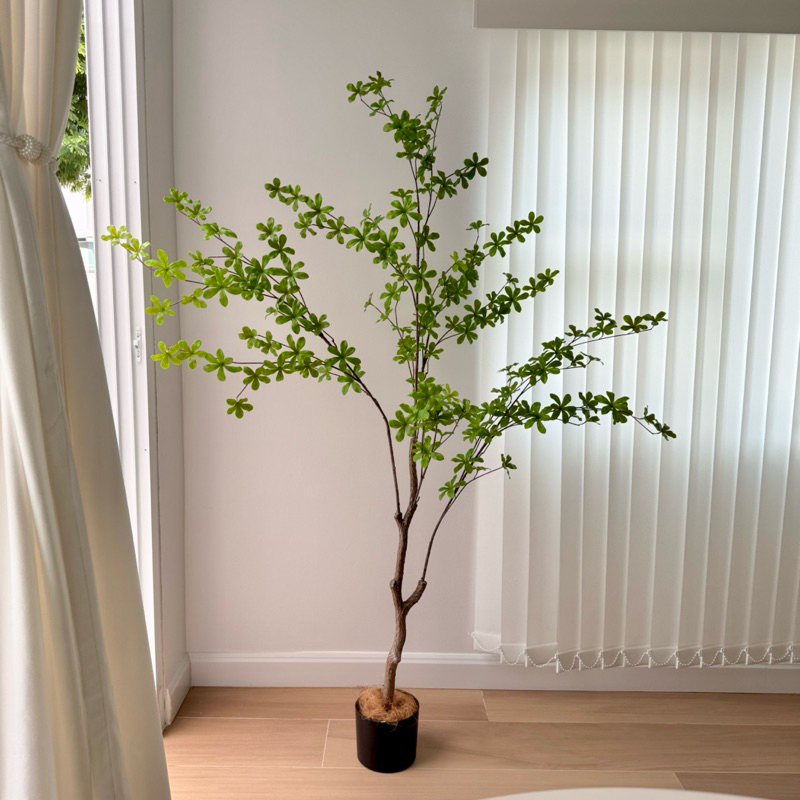 [พร้อมส่ง] Jnihouse : ต้น Japanese Bell ใส่กระถางดำสูง 150 cm