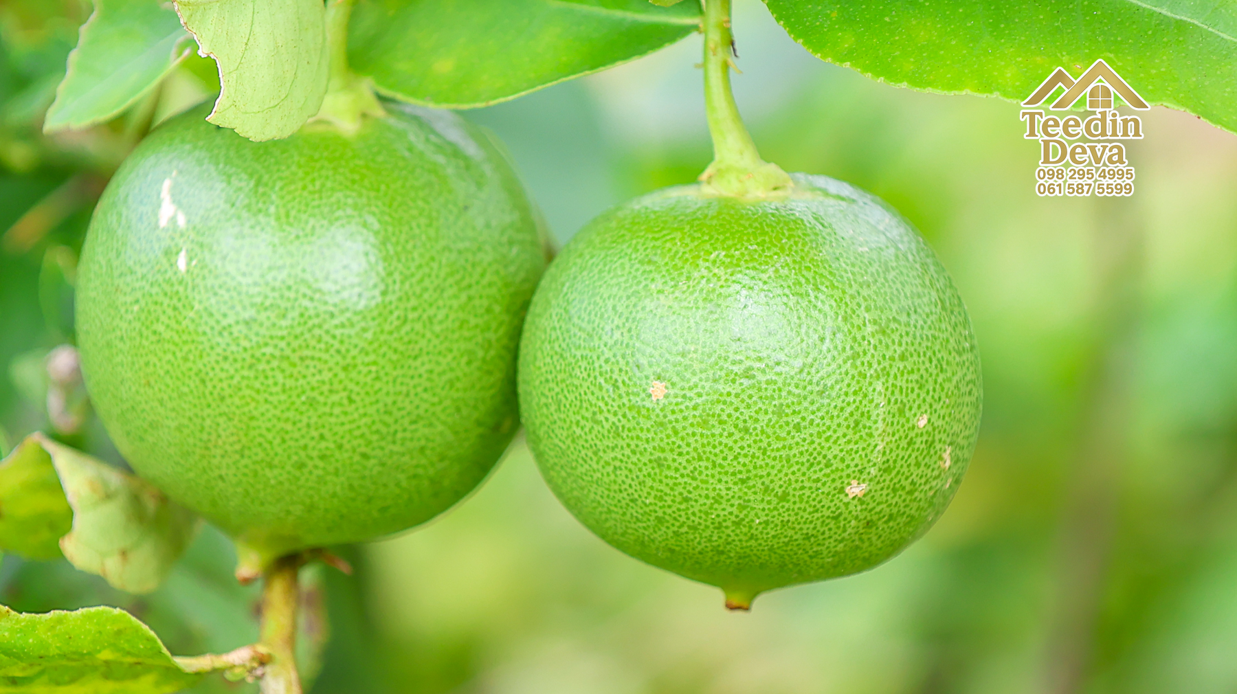 🏡 บ้านพร้อมที่ดินวิวภูเขา 1 ไร่ 3 งาน 45 ตรว. – ต.เขาพระ อ.เมือง จ.นครนายก 🌿