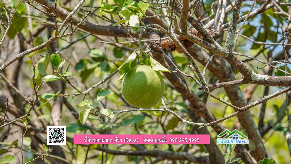 ขายสวนผลไม้ ทำเลดี ใกล้แหล่งท่องเที่ยว ขนาด 1-2-94 ไร่ ต.สาริกา อ.เมือง จ.นครนายก