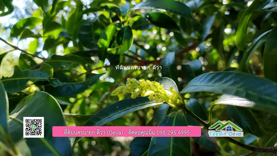 บ้านสวน ผลไม้ วิวอุทยานเขาใหญ่ เนื้อที่ 2 ไร่ 1 งาน อ.ปากพลี จ.นครนายก