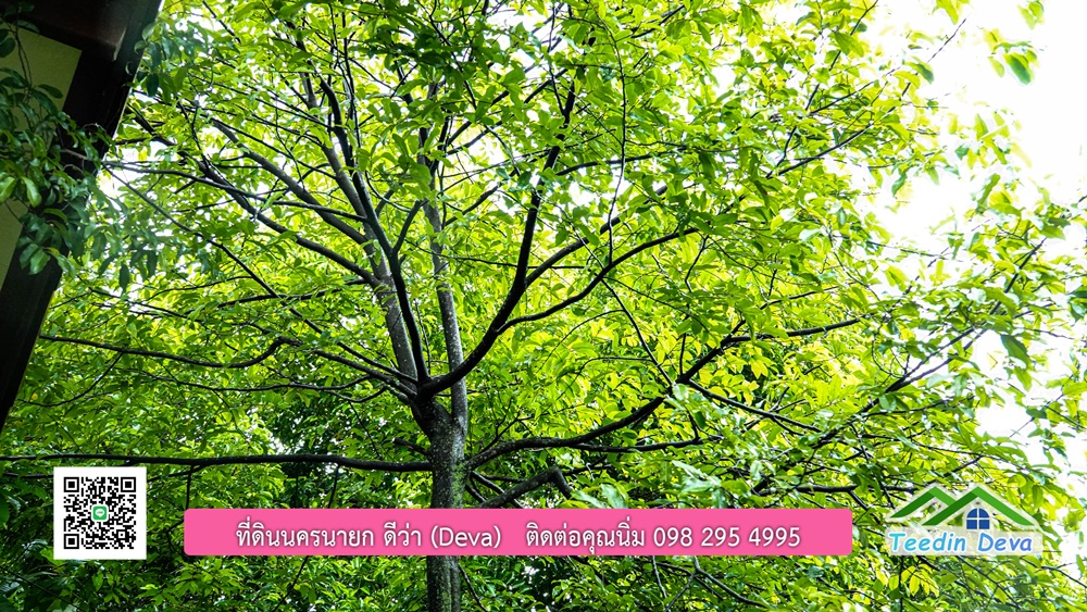 บ้านไทยประยุกต์ พร้อมสวนผลไม้ พืชผักสวนครัว ใกล้กับตัวเมืองนครนายก