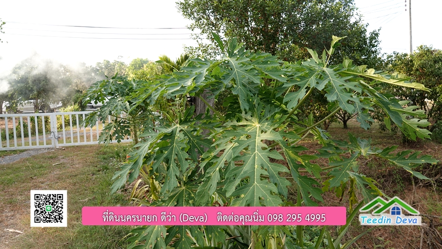 บ้านสวนผลไม้ สามารถเก็บผลผลิตได้เลย พื้นที่ 2 ไร่ 1 งาน อ.ปากพลี จ.นครนายก