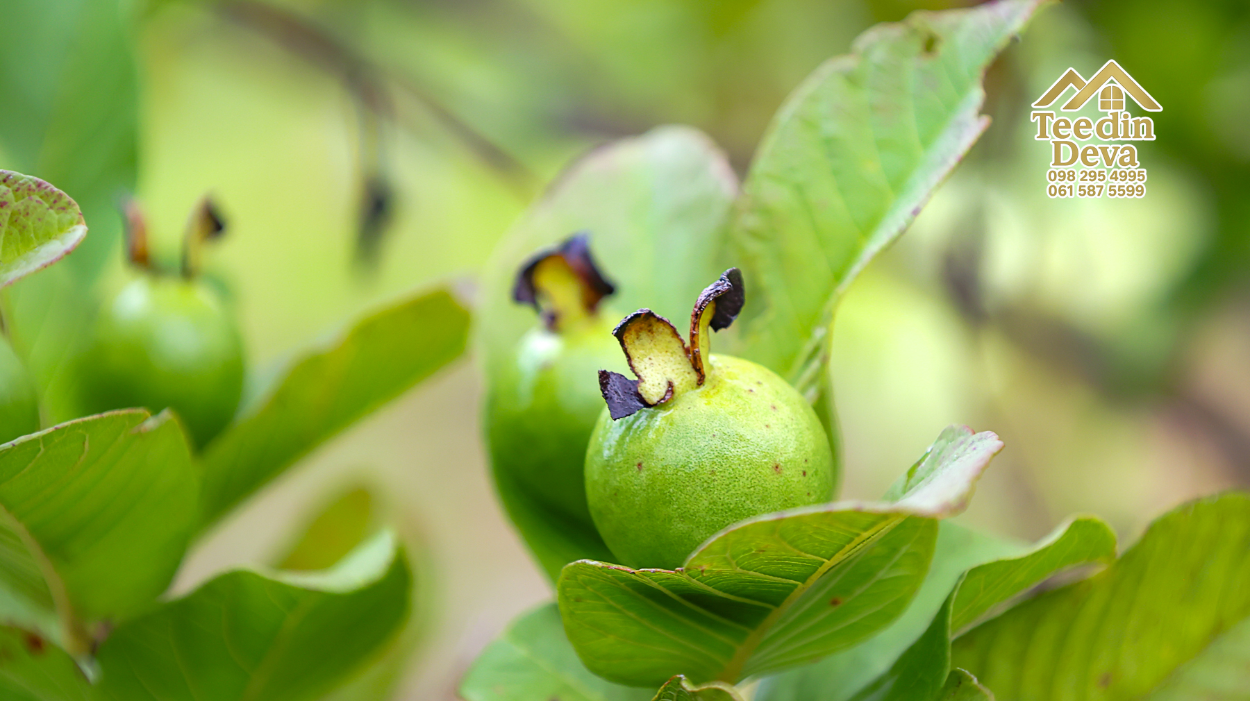 🌤 วิวภูเขาโอบล้อม ความสงบโอบใจ... ที่ดินสวนผลไม้ 120 ตร.ว. ต.หินตั้ง อ.เมือง จ.นครนายก 💛