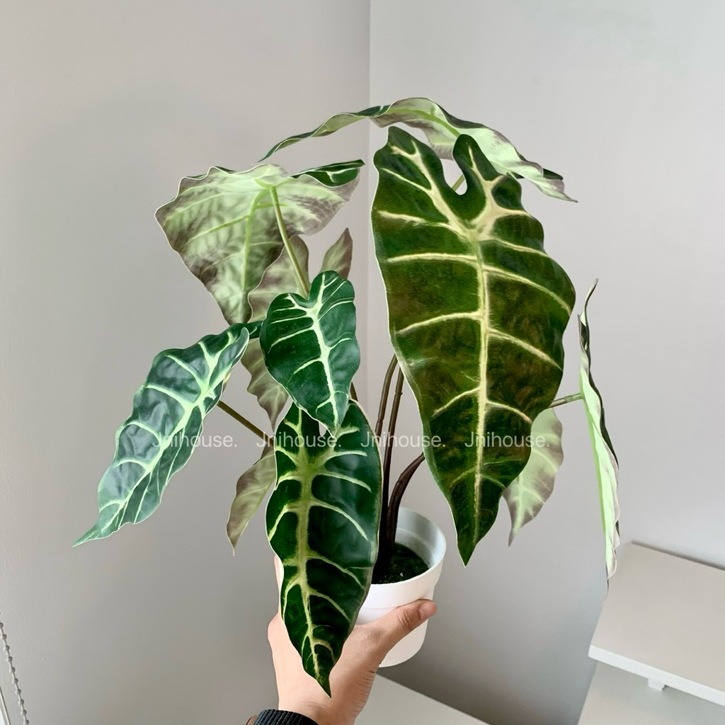 [พร้อมส่ง] Jnihouse : ต้นอโลคาเซีย ซานเดอเรียนาประดิษฐ์