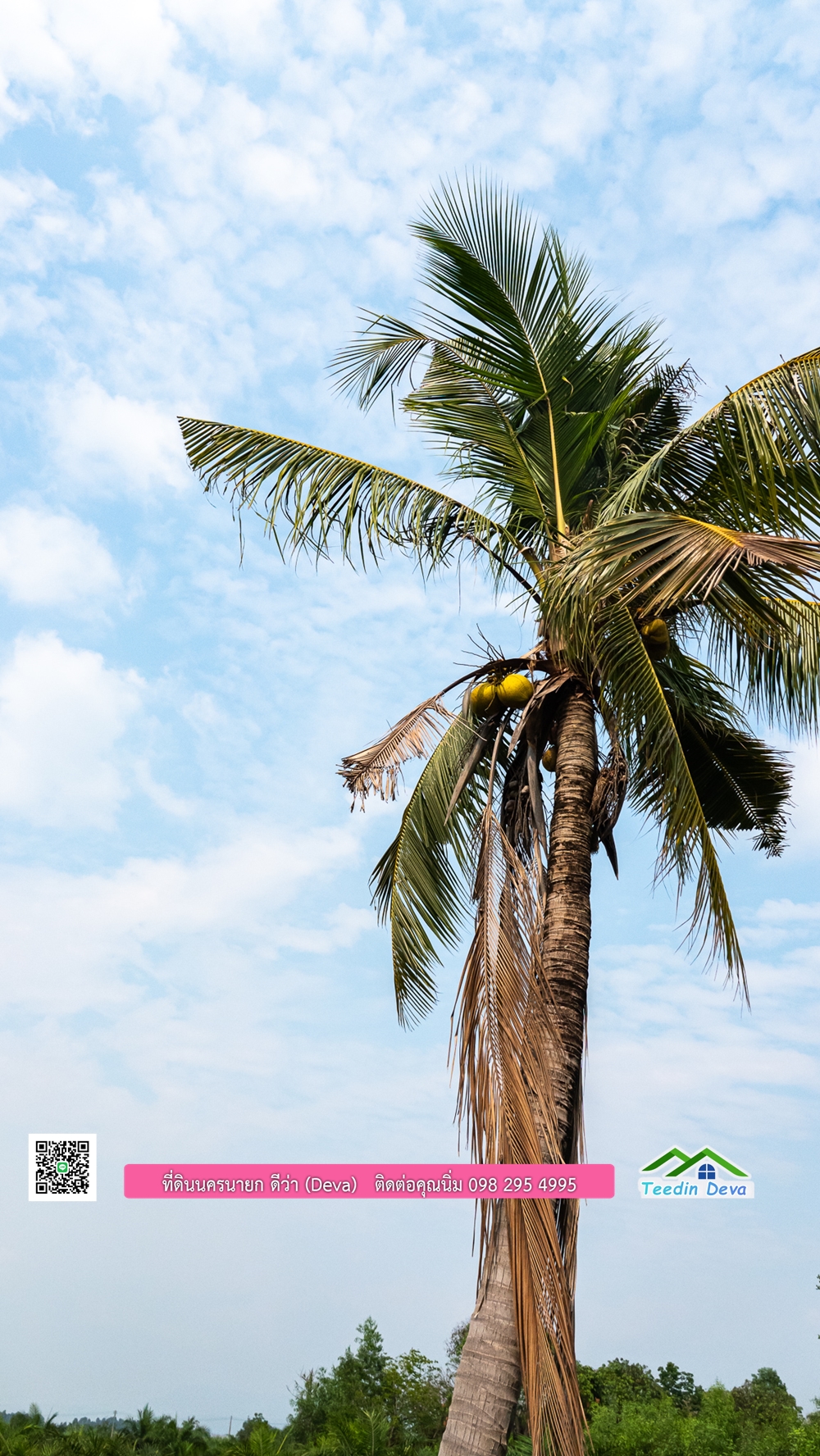 ขายที่ดิน สวนปาล์ม แปลงสวย ทำเลดี เนื้อที่ 11-3-8 ไร่ ให้ผลผลิตแล้ว อ.ปากพลี จ.นครนายก