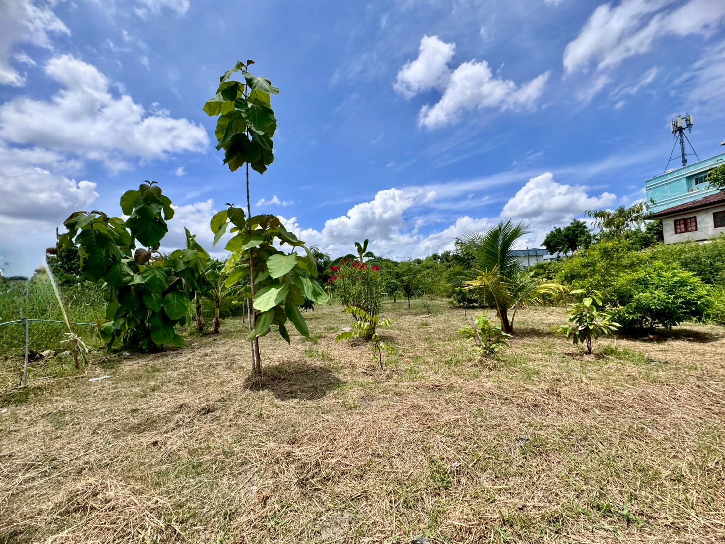 ขายที่ดินเปล่าแปลงสวย ทำเลพัฒนาการตัดใหม่ เหมาะ..สร้างบ้าน ออฟฟิศ (N.641)