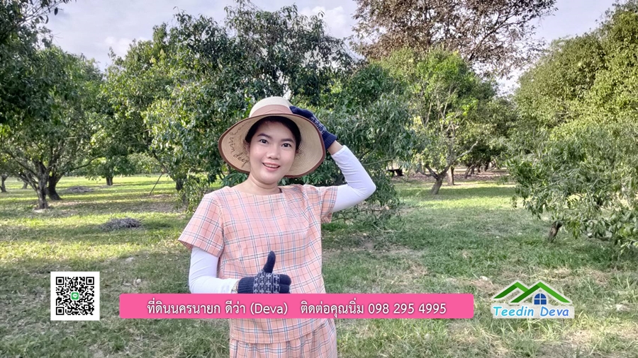 ขายสวนมะยงชิดพันธุ์ทูลเกล้า ขนาด 7 ไร่ ทำเลดีเยี่ยม ติดถนนลาดยาง ต.เขาเพิ่ม อ.บ้านนา จ.นครนายก