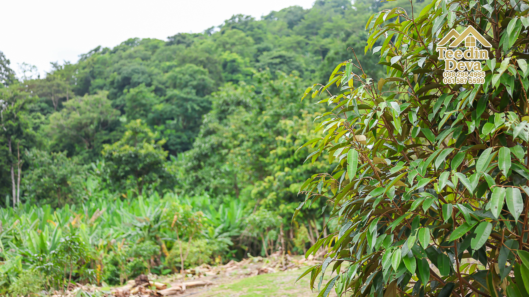ที่ดินติดภูเขา เนินสวย พร้อมพัฒนารีสอร์ทหรือพูลวิลล่า 1 ไร่ ต.เขาพระ อ.เมือง จ.นครนายก 🏡