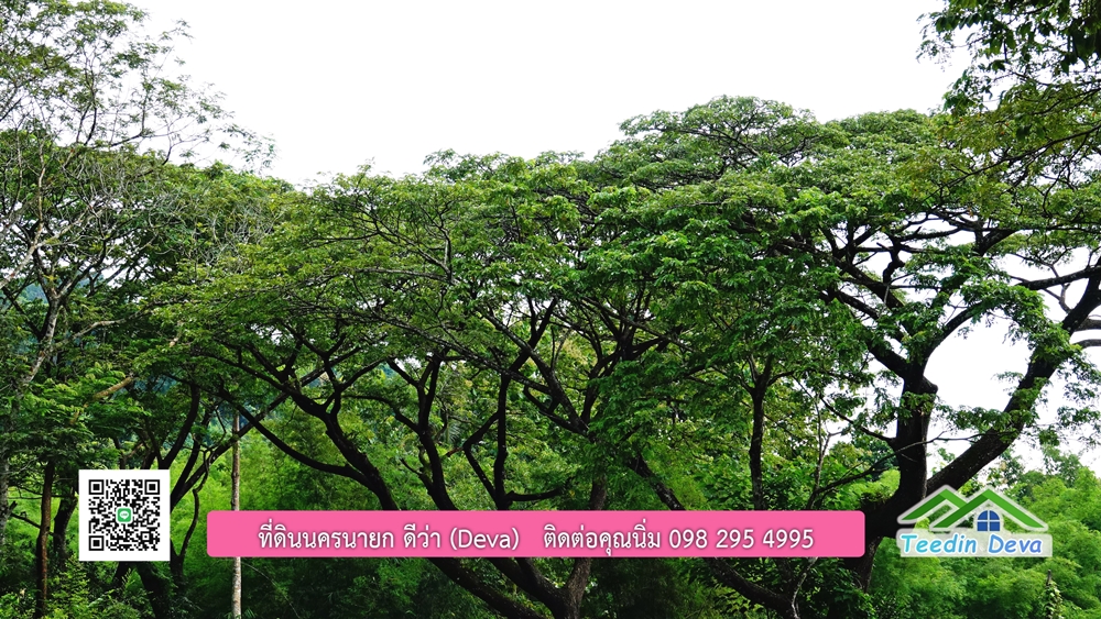 ที่ดินนครนายก ติดลำธารสวยๆ ที่ดินแปลงสวย 6 ไร่ ทำเลดี ในอ้อมกอดของขุนเขา ด้านหลังติดลำธารธรรมชาติ