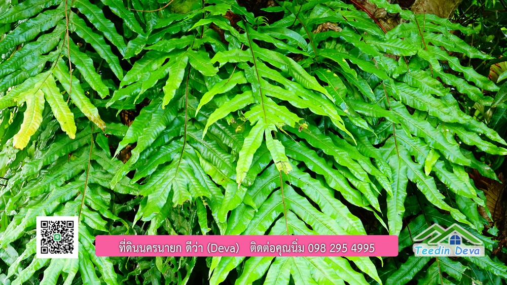 (ðī āļāļīāļāļāļēāļĢāļāļēāļĒ) āļāļĩāđāļāļīāļāļāļāļĢāļāļēāļĒāļ āļāļīāļāļĨāļģāļāļēāļĢ āļāļĨāļđāļāļāļĨāđāļĄāđ 8 āđāļĢāđ 2 āļāļēāļ āļ.āļŠāļēāļĢāļīāļāļē āļ.āđāļĄāļ·āļāļ āļ.āļāļāļĢāļāļēāļĒāļ