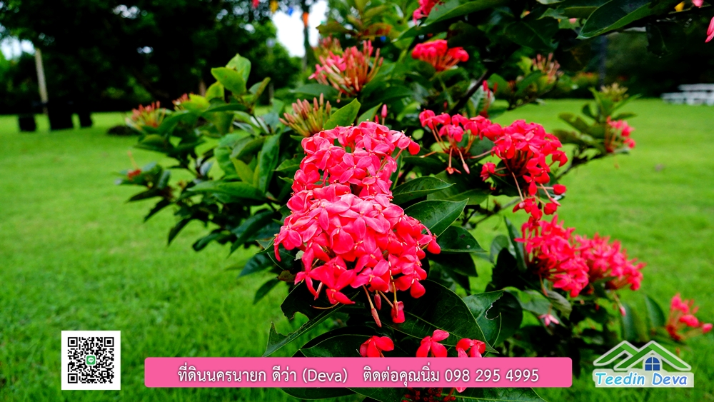 ขายรีสอร์ท ใกล้ โรงเรียนนายร้อย จปร. นครนายก พื้นที่ 3 ไร่ ทำเลดี ด้านหน้าติดถนนลาดยาง ด้านหลังลำคลองธรรมชาติ