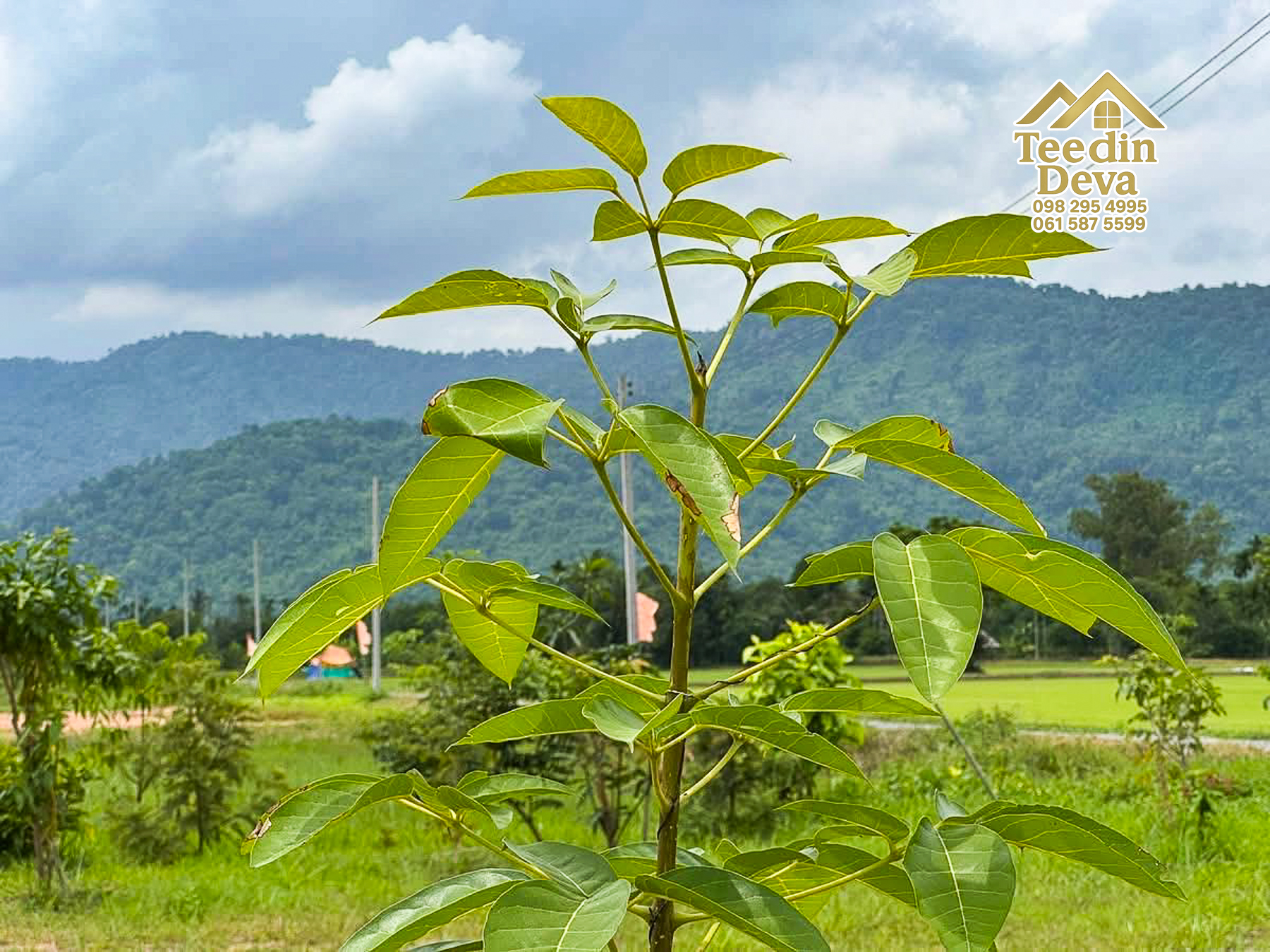 🏞️ ที่ดินวิวภูเขา จุดเริ่มต้นของบ้านในฝัน เนื้อที่ 300 ตารางวา ต.เขาพระ อ.เมือง จ.นครนายก