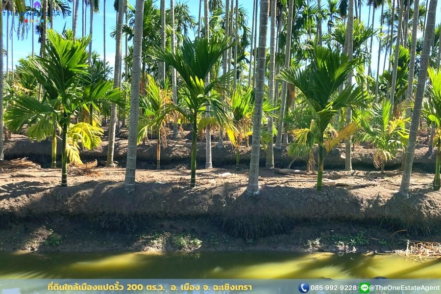 📣 ขายด่วน! ที่ดินเมืองแปดริ้วบรรยากาศสวน 200 ตรว. บรรยากาศดีมาก เหมาะทั้งทำการเกษตร สร้างบ้านอาศัย ต.บางตีนเป็ด อ.เมือง จ.ฉะเชิงเทรา The Best ! | โทร. 085-992-9228