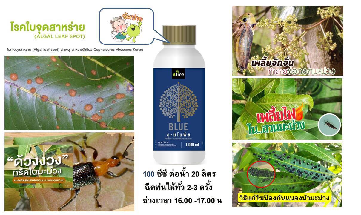 อะมิโนพืช บลู Amino BLUE : จุลินทรีย์ฮอร์โมน สูตรพิเศษ (4tree)