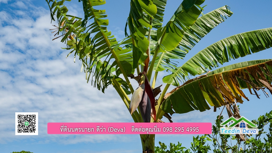 (ติดจอง) ที่ดินนครนายก บ้านสวน พร้อมที่ดิน ขนาด 1 ไร่ 1 งาน วิวภูเขาสวย อยู่ใกล้เขื่อนขุนด่านปราการชล