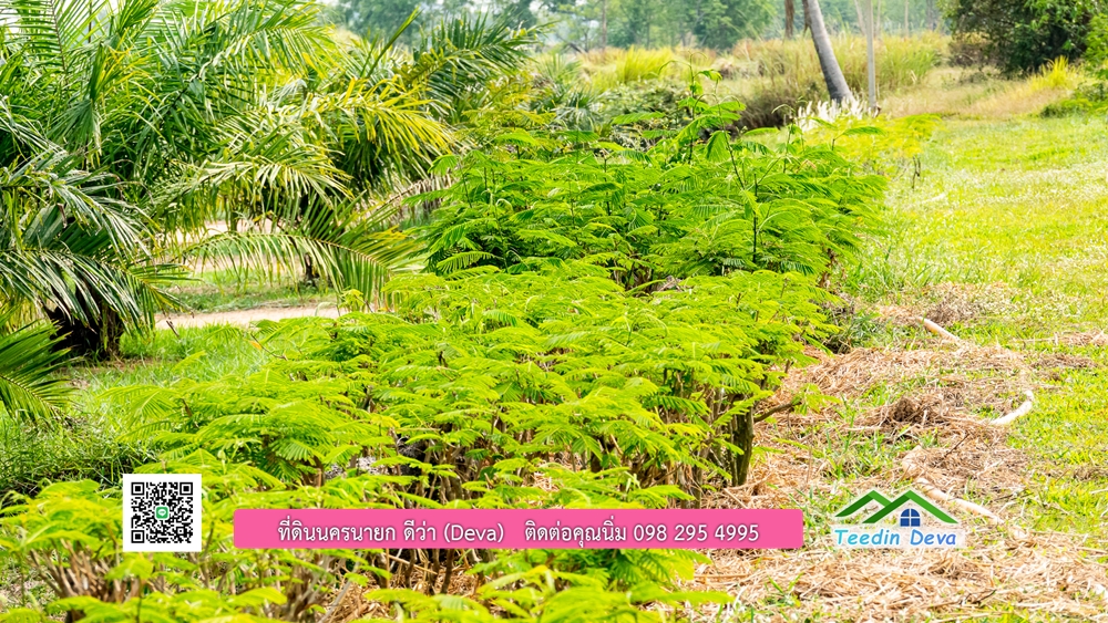 ขายที่ดิน สวนปาล์ม แปลงสวย ทำเลดี เนื้อที่ 11-3-8 ไร่ ให้ผลผลิตแล้ว อ.ปากพลี จ.นครนายก