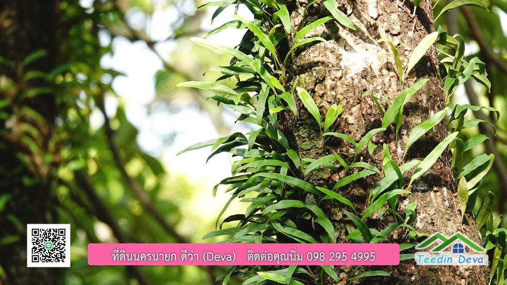 ขายรีสอร์ท ขนาด 10 ไร่ บรรยากาศดี ใกล้แหล่งท่อเที่ยว