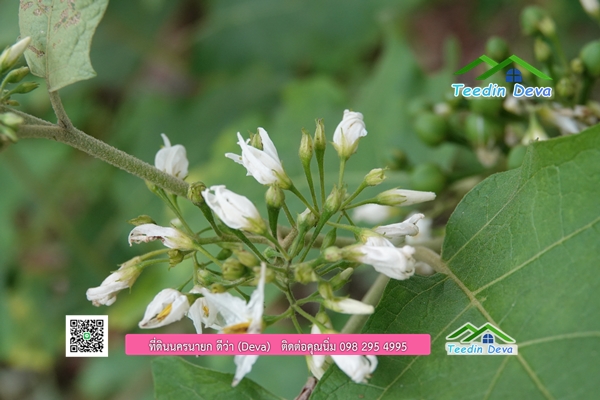 🌳 ที่ดินแปลงสวย 1 ไร่ 21 ตร.ว ใกล้กับแม่น้ำนครนายก บรรยากาศดี ร่มรื่น มีต้นไม้ใหญ่ในแปลง โฉนดครุฑแดง