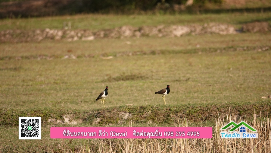 บ้านสวนผลไม้ สามารถเก็บผลผลิตได้เลย พื้นที่ 2 ไร่ 1 งาน อ.ปากพลี จ.นครนายก