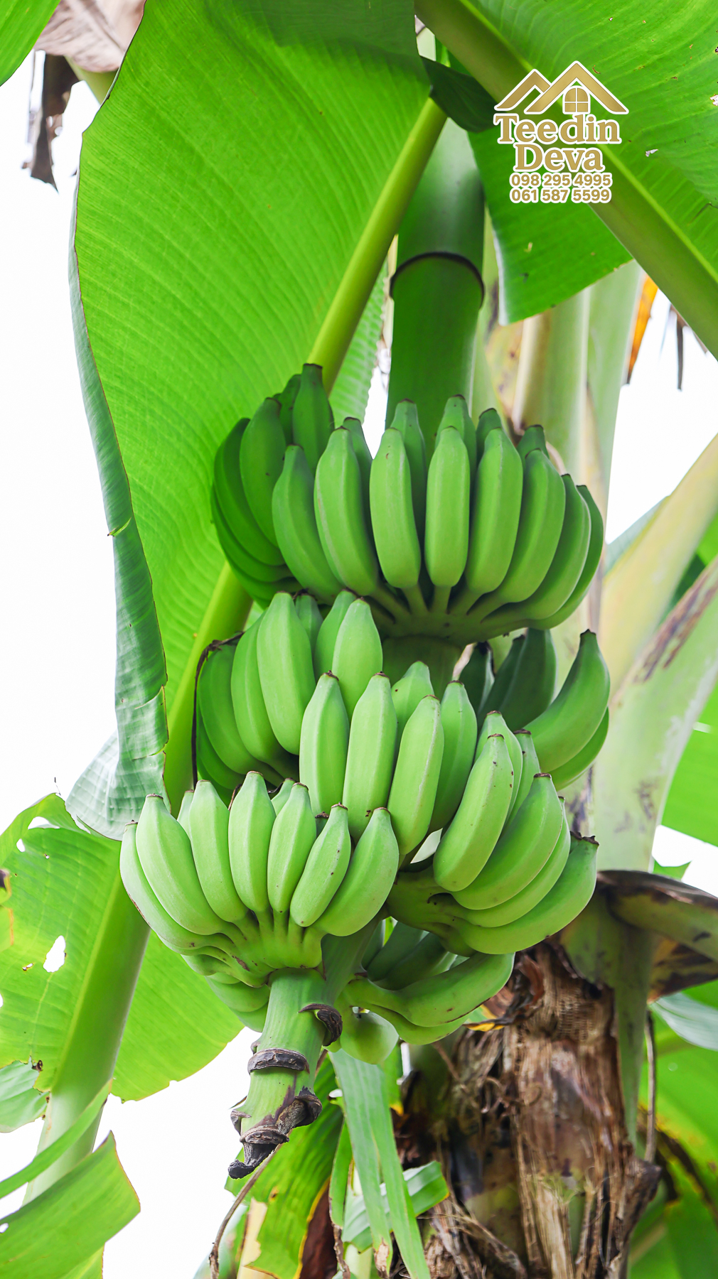 ที่ดินติดภูเขา เนินสวย พร้อมพัฒนารีสอร์ทหรือพูลวิลล่า 1 ไร่ ต.เขาพระ อ.เมือง จ.นครนายก 🏡