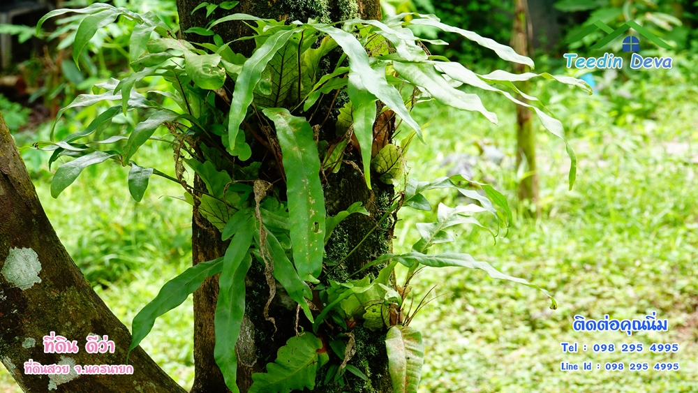 ที่ดินนครนายก สวนผลไม้ 2 ไร่ มีต้นพะยูง ต้นสักทอง ทุเรียน กาแฟ อยู่ใกล้เขื่อนขุนด่าน ต.สาริกา อ.เมือง จ.นครนายก