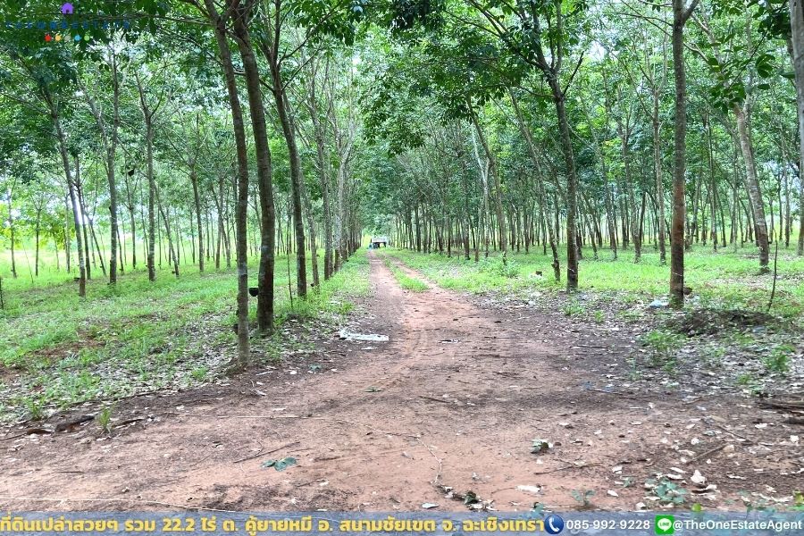 📣 ที่ดินสวย 22.2 ไร่ แปลงยาวสวย ซื้อเก็บลงทุนยาว ปลูกบ้าน ทำการเกษตร ทำสวน เลี้ยงปลาดีมาก ต.คู้ยายหมี อ.สนามชัยเขต จ.ฉะเชิงเทรา The Best ! | โทร. 085-992-9228