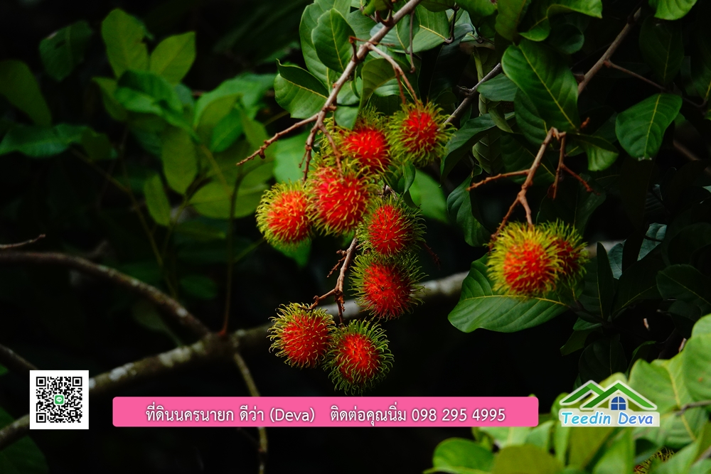 ที่ดินนครนายก วิวภูเขาสวยๆ ราคาแปลงละ 1.36 ล้านบาท สด และผ่อน