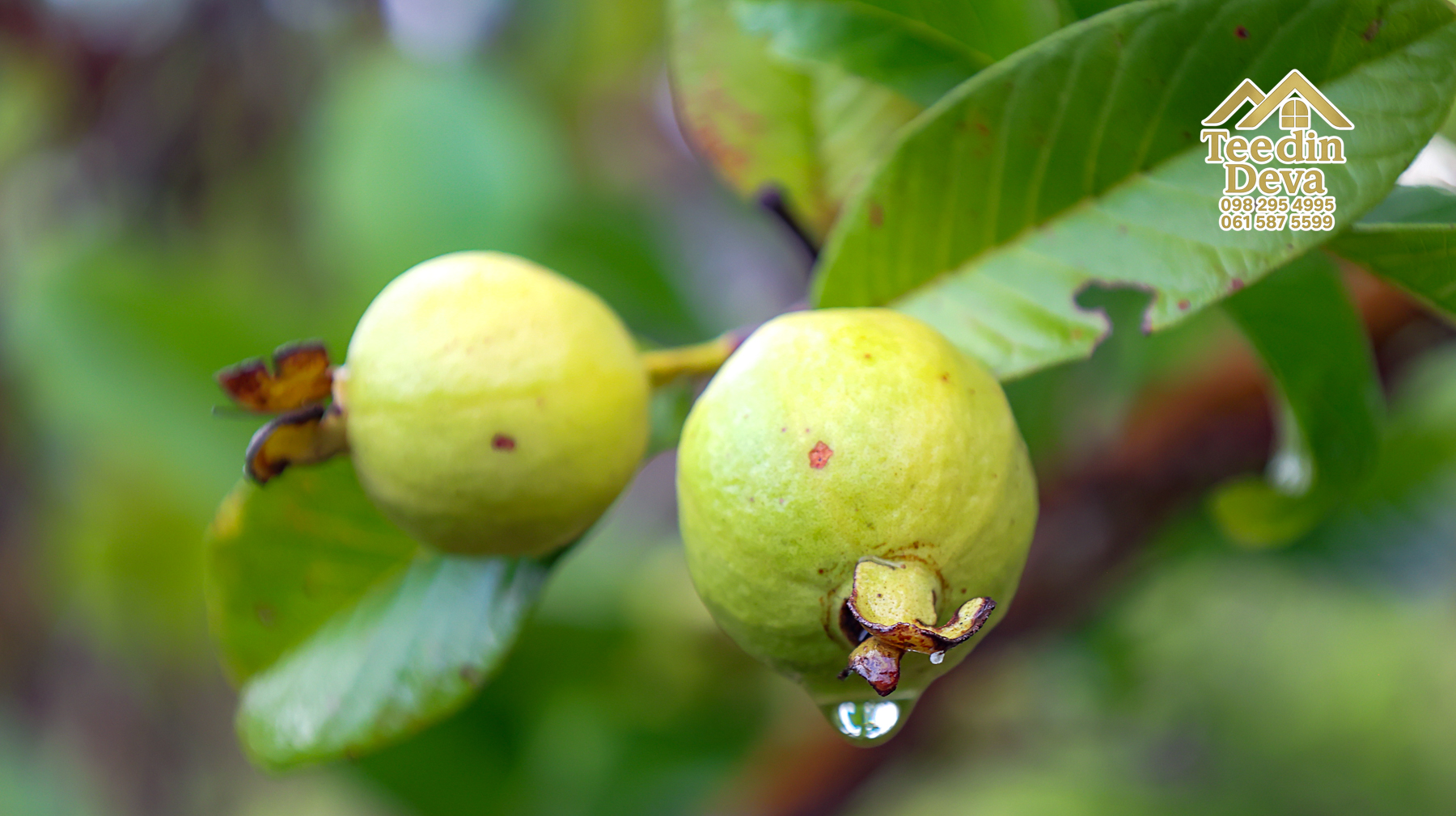 🌤 วิวภูเขาโอบล้อม ความสงบโอบใจ... ที่ดินสวนผลไม้ 120 ตร.ว. ต.หินตั้ง อ.เมือง จ.นครนายก 💛