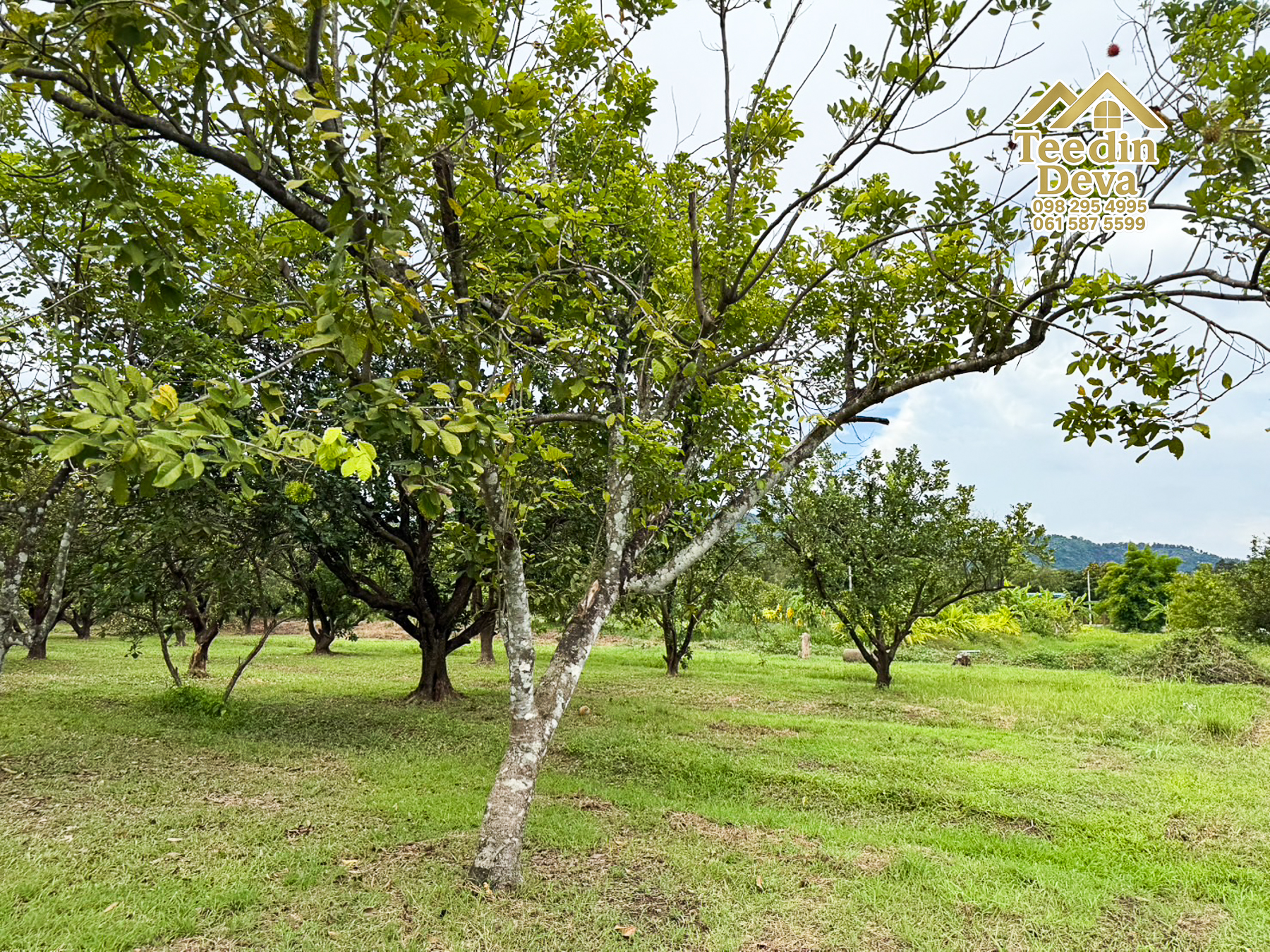 🌿 สวนผลไม้ในฝัน ใกล้เขื่อนขุนด่านปราการชล — 1 ไร่ 12 ตรว. ต.หินตั้ง อ.เมือง จ.นครนายก 🌿