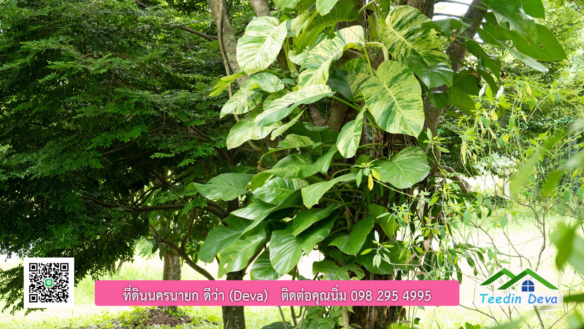 ขายบ้านสวน กลางนา วิวเขาใหญ่ ต.สาริกา อ.เมือง จ.นครนายก