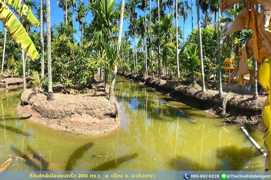 📣 ขายด่วน! ที่ดินเมืองแปดริ้วบรรยากาศสวน 200 ตรว. บรรยากาศดีมาก เหมาะทั้งทำการเกษตร สร้างบ้านอาศัย ต.บางตีนเป็ด อ.เมือง จ.ฉะเชิงเทรา The Best ! | โทร. 085-992-9228