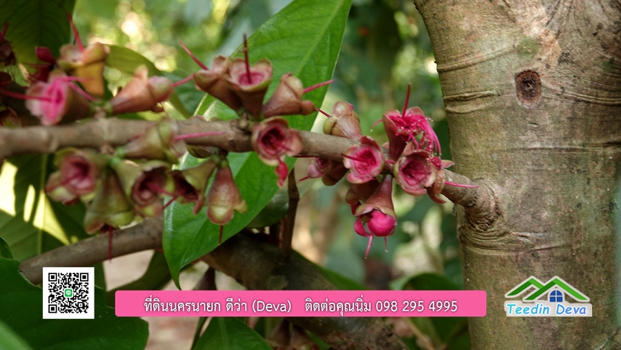 บ้านสวน ผลไม้ วิวอุทยานเขาใหญ่ เนื้อที่ 2 ไร่ 1 งาน อ.ปากพลี จ.นครนายก