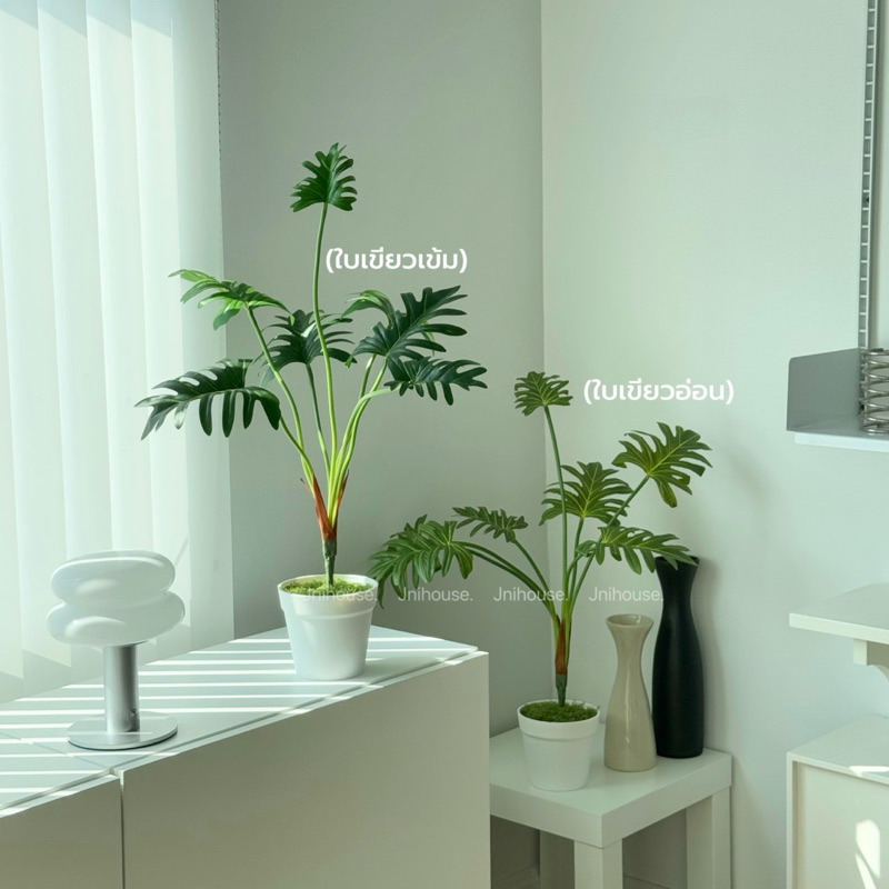 [พร้อมส่ง] Jnihouse : ต้นซานาดู (Xanadu Plant)(Tree)