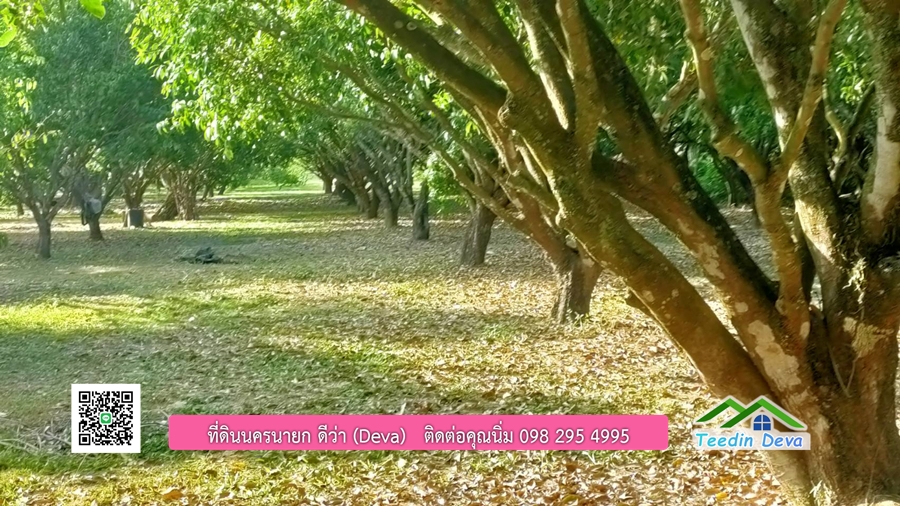 ขายสวนมะยงชิดพันธุ์ทูลเกล้า ขนาด 7 ไร่ ทำเลดีเยี่ยม ติดถนนลาดยาง ต.เขาเพิ่ม อ.บ้านนา จ.นครนายก