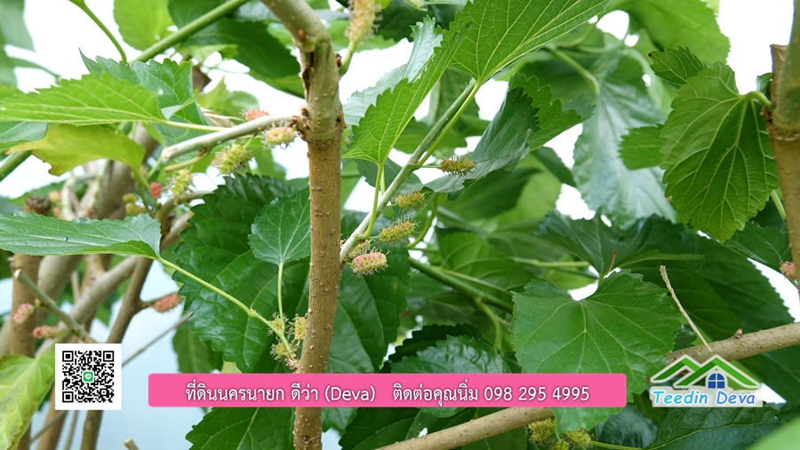 บ้านสวนผลไม้ สามารถเก็บผลผลิตได้เลย พื้นที่ 2 ไร่ 1 งาน อ.ปากพลี จ.นครนายก