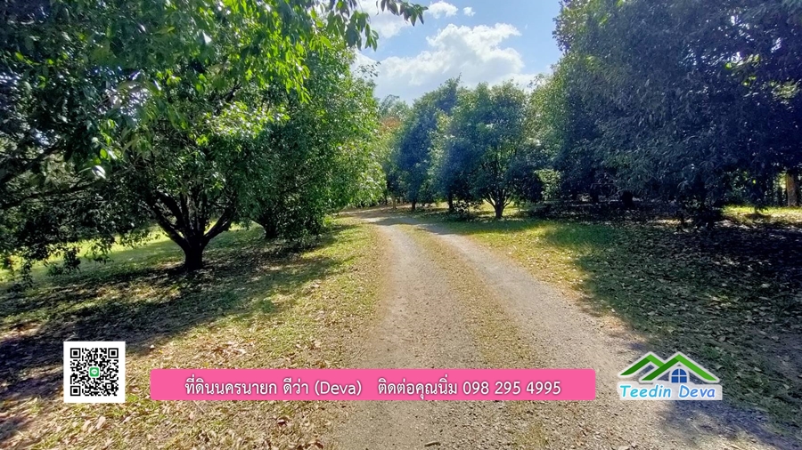 บ้านสวนผลไม้ ใกล้กับแหล่งท่องเที่ยว เจ้าของปลูกมะยงชิด ส้มโอ ต้นกฤษณา 20 ไร่ อยู่ติดถนนสายท่องเที่ยว สาริกา-นางรอง ต.สาริกา อ.เมือง จ.นครนายก