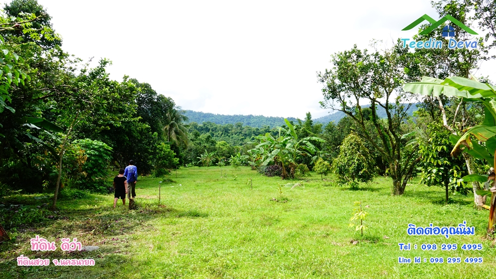 ที่ดินนครนายก สวนผลไม้ 2 ไร่ มีต้นพะยูง ต้นสักทอง ทุเรียน กาแฟ อยู่ใกล้เขื่อนขุนด่าน ต.สาริกา อ.เมือง จ.นครนายก