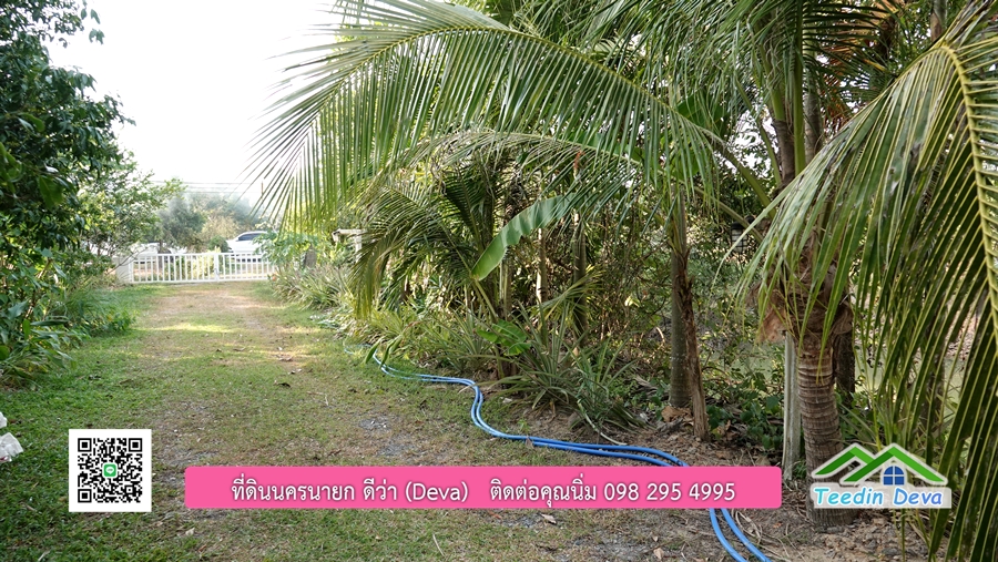 บ้านสวนผลไม้ สามารถเก็บผลผลิตได้เลย พื้นที่ 2 ไร่ 1 งาน อ.ปากพลี จ.นครนายก