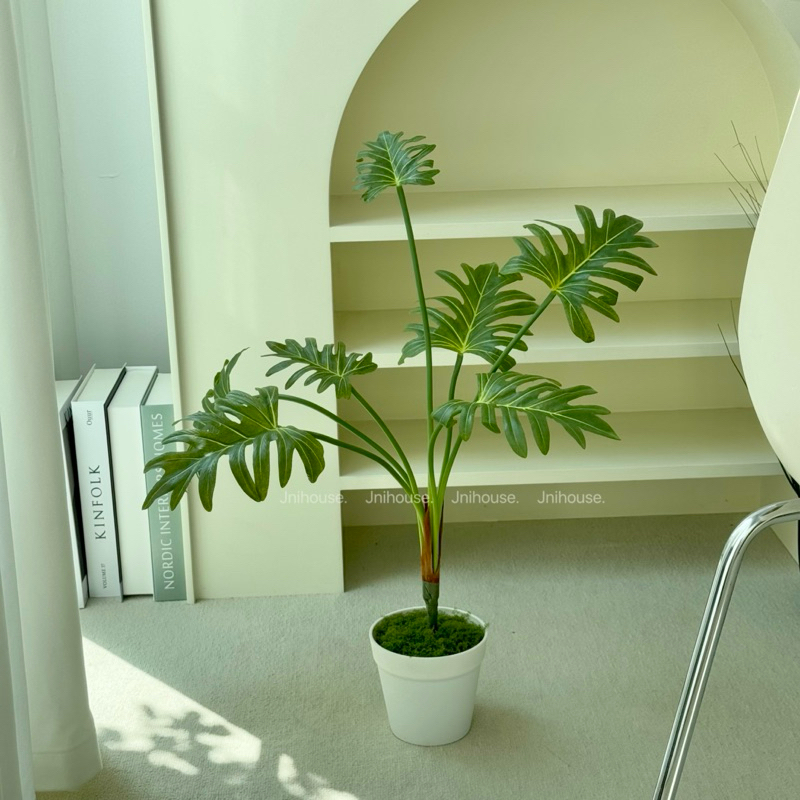 [พร้อมส่ง] Jnihouse : ต้นซานาดู (Xanadu Plant)(Tree)