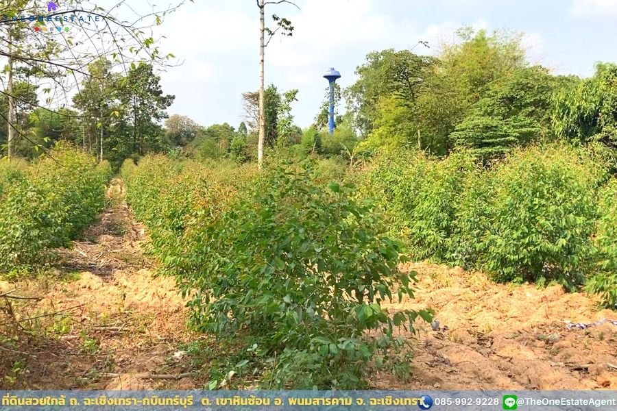 📣 ที่ดินสวยพร้อมทำกำไรดีกว่าฝากแบงค์ ปลูกต้นยูคาฯ ตอ2 กำลังโต พร้อมเก็บเกี่ยว ใกล้ ถ. ฉะเชิงเทรา-กบินทร์บุรี น้ำ-ไฟฟ้าเข้าถึงเรียบร้อย เดินทางเข้าออกสะดวก ต. เขาหินซ้อน อ. พนมสารคาม จ. ฉะเชิงเทรา The Best ! | โทร. 085-992-9228