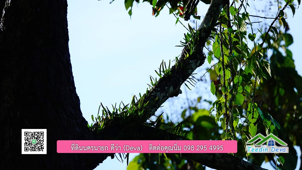 (ðī āļāļīāļāļāļēāļĢāļāļēāļĒ) āļāļĩāđāļāļīāļāļāļāļĢāļāļēāļĒāļ āļāļīāļāļĨāļģāļāļēāļĢ āļāļĨāļđāļāļāļĨāđāļĄāđ 8 āđāļĢāđ 2 āļāļēāļ āļ.āļŠāļēāļĢāļīāļāļē āļ.āđāļĄāļ·āļāļ āļ.āļāļāļĢāļāļēāļĒāļ