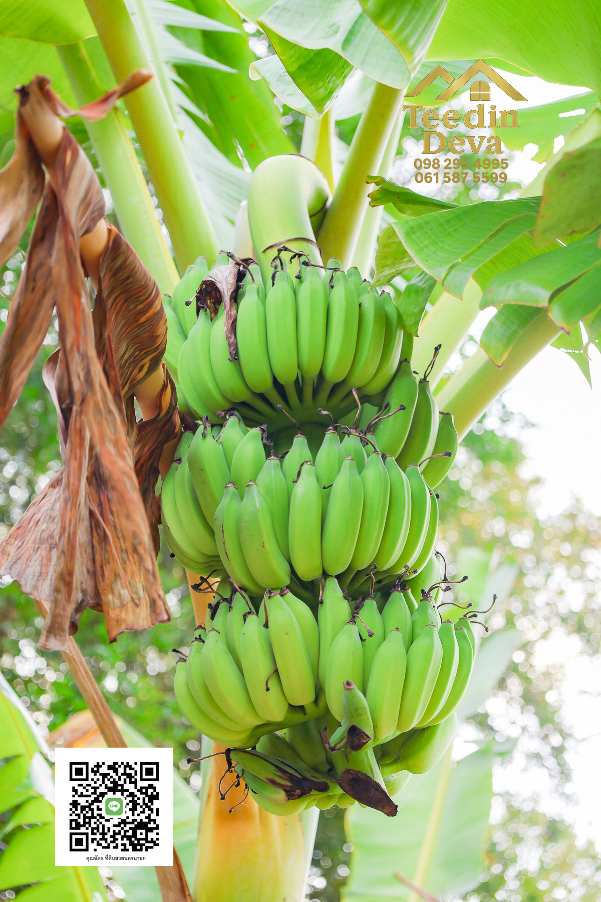 💭 ตื่นเช้าลมเย็น เห็นเขาใหญ่ตรงหน้า... ที่ดินสวนผลไม้ 2 ไร่ 3 งาน ต.นาหินลาด อ.ปากพลี จ.นครนายก