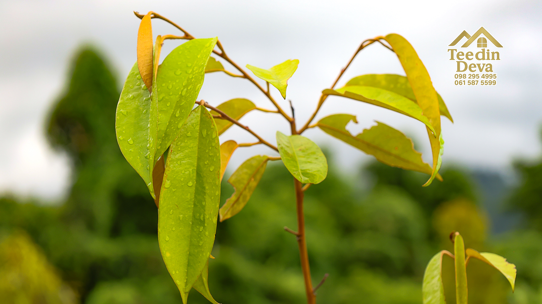 🌤 วิวภูเขาโอบล้อม ความสงบโอบใจ... ที่ดินสวนผลไม้ 120 ตร.ว. ต.หินตั้ง อ.เมือง จ.นครนายก 💛