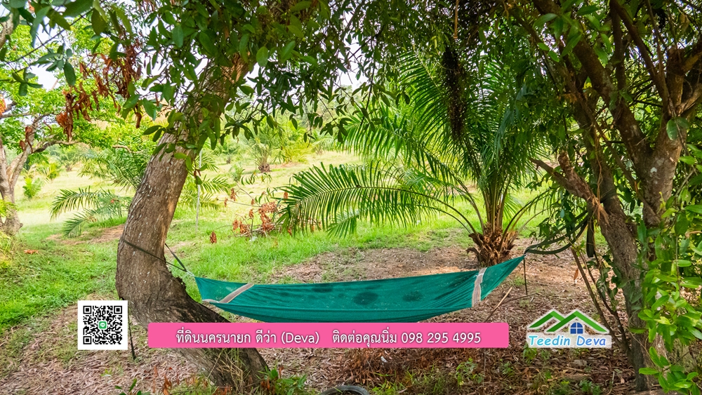 ขายที่ดิน สวนปาล์ม แปลงสวย ทำเลดี เนื้อที่ 11-3-8 ไร่ ให้ผลผลิตแล้ว อ.ปากพลี จ.นครนายก