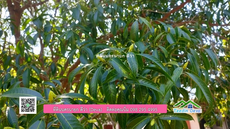 บ้านสวน ผลไม้ วิวอุทยานเขาใหญ่ เนื้อที่ 2 ไร่ 1 งาน อ.ปากพลี จ.นครนายก