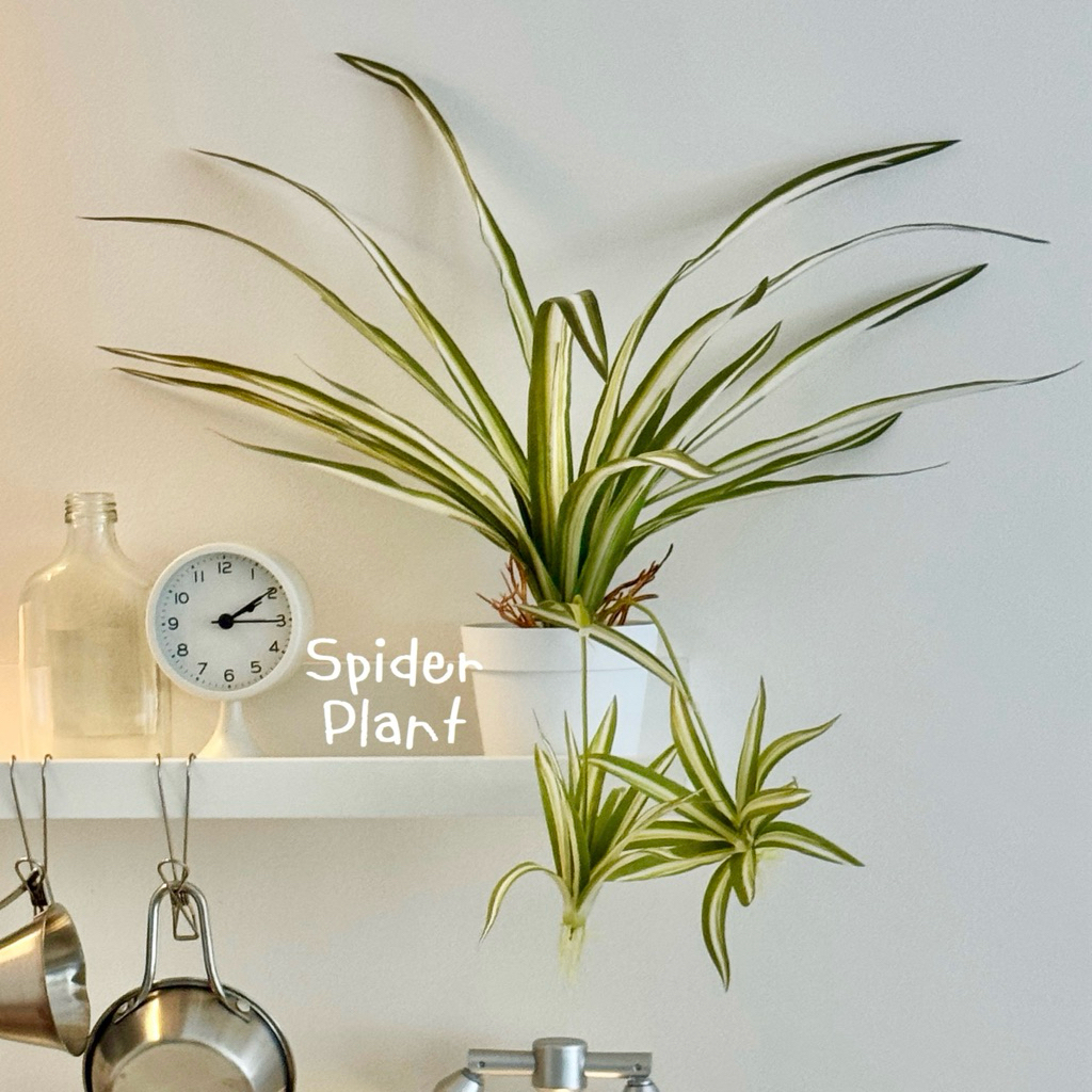 [พร้อมส่ง] Jnihouse : ต้นวาสนาราชินีกระถางขาว Spider plants (Tree)