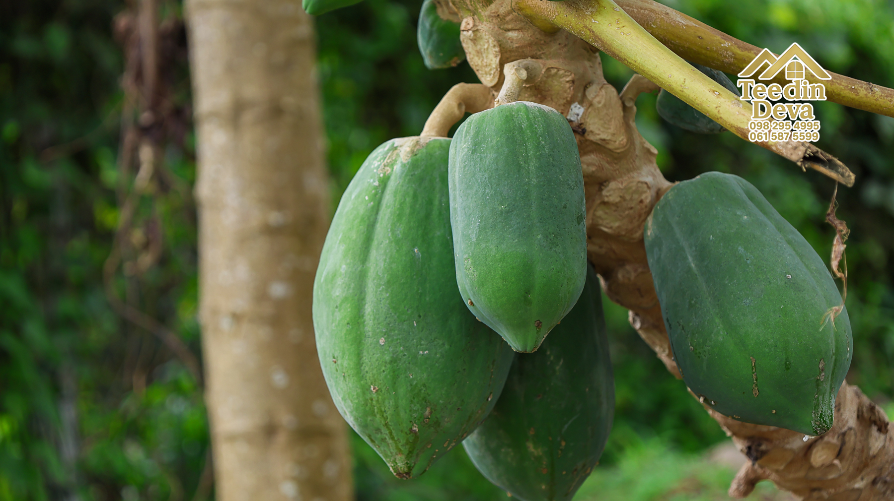 ที่ดินติดภูเขา เนินสวย พร้อมพัฒนารีสอร์ทหรือพูลวิลล่า 1 ไร่ ต.เขาพระ อ.เมือง จ.นครนายก 🏡