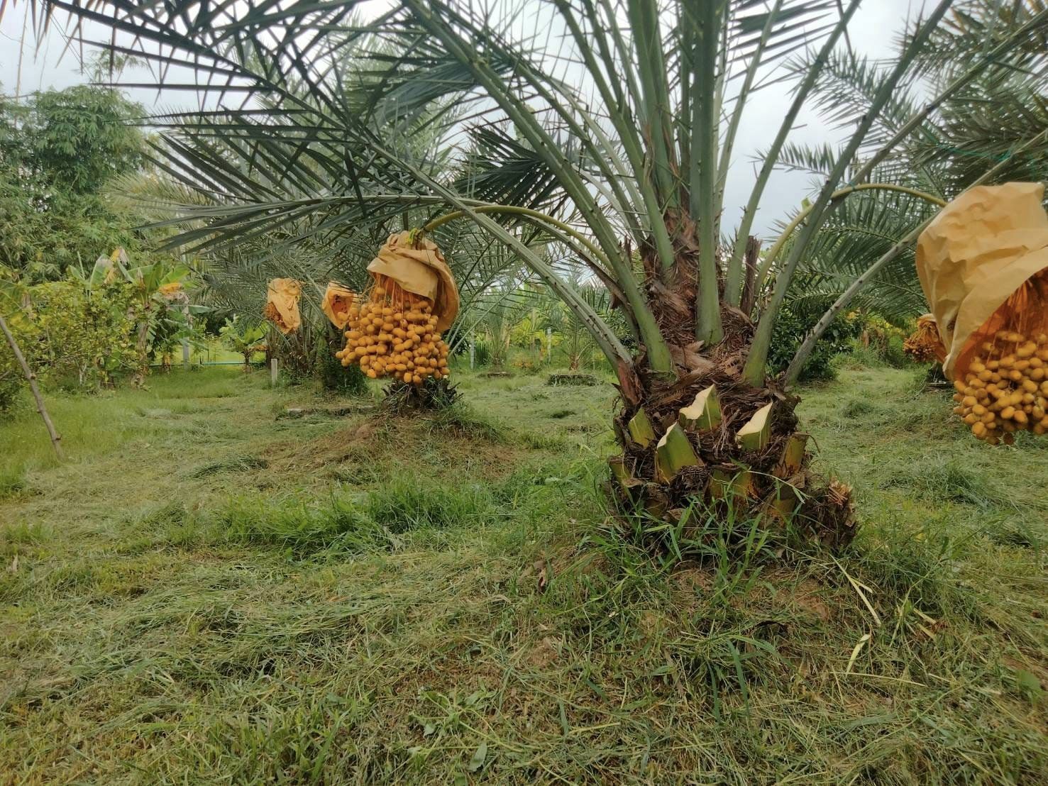 ที่ดินนครนายก บ้านสวนผลไม้ พื้นที่ 1 ไร่ 1 งาน ติดคลองส่งน้ำ ปลูกผลไม้หลากหลาย อ.ปากพลี จ.นครนายก